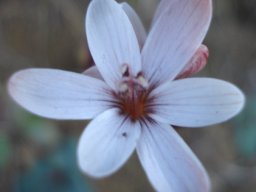 Geissorhiza ovata flower